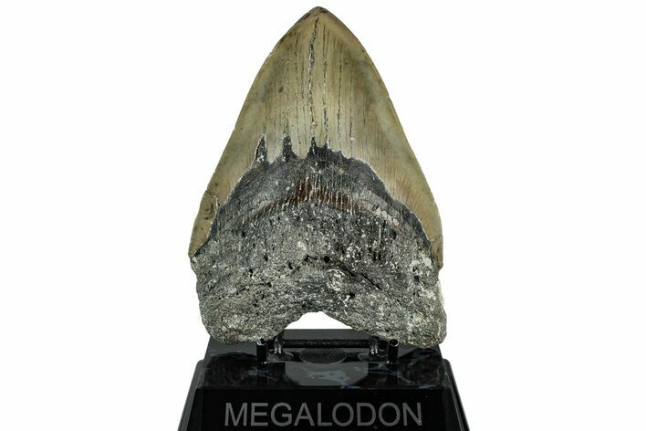 Serrated, Fossil Megalodon Tooth - North Carolina #319902